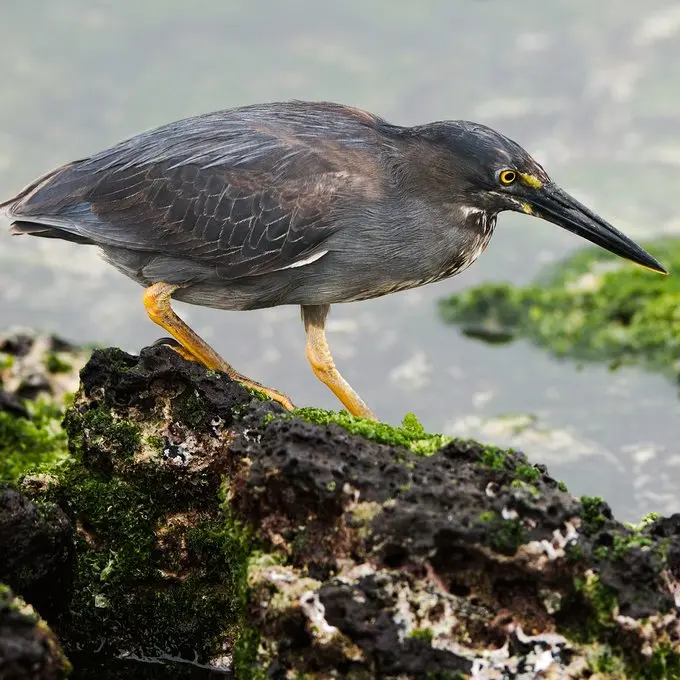 Galapagos october