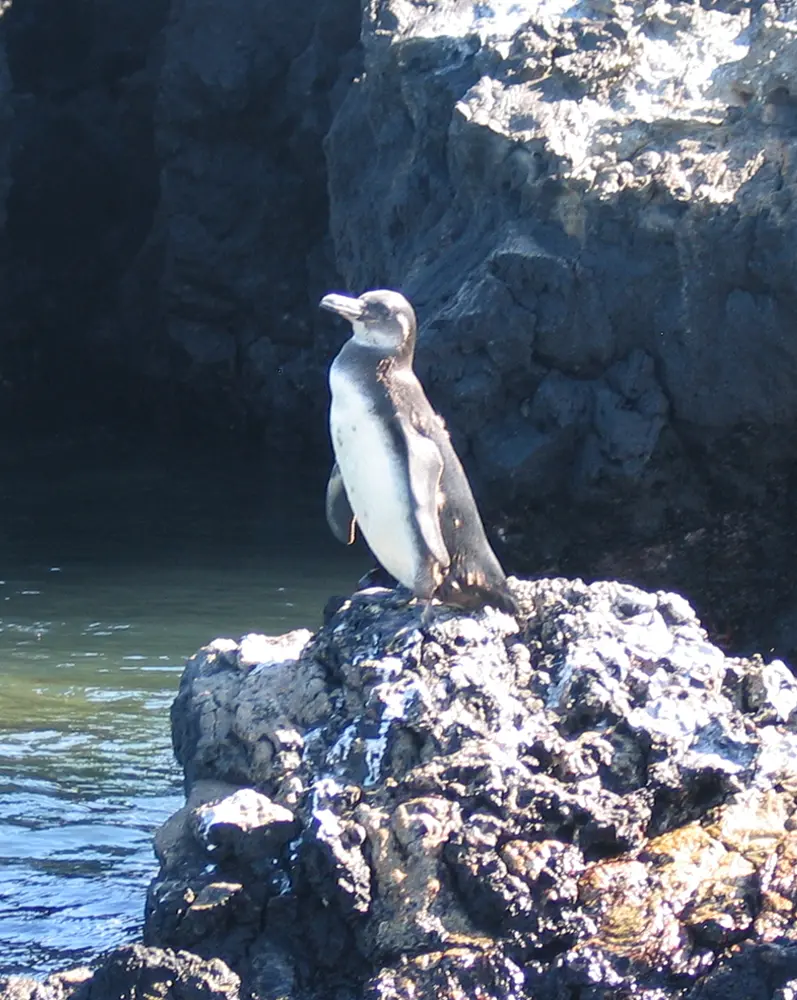 Galapagos penguin