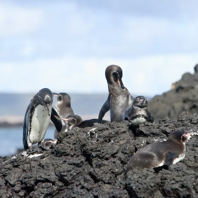Galapagos september