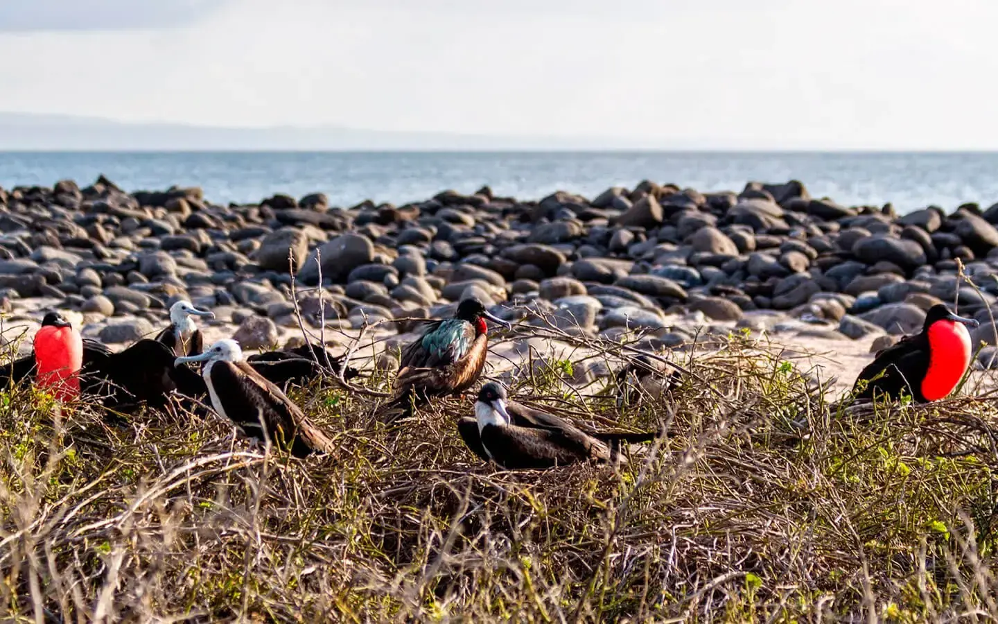 North seymour island