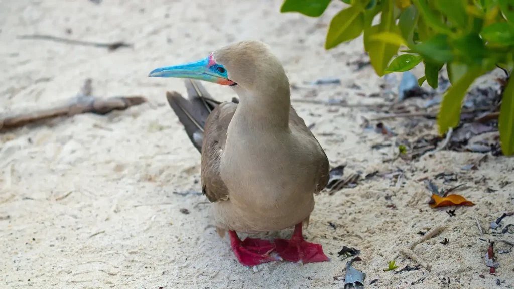 Grand Daphne Galapagos Activities