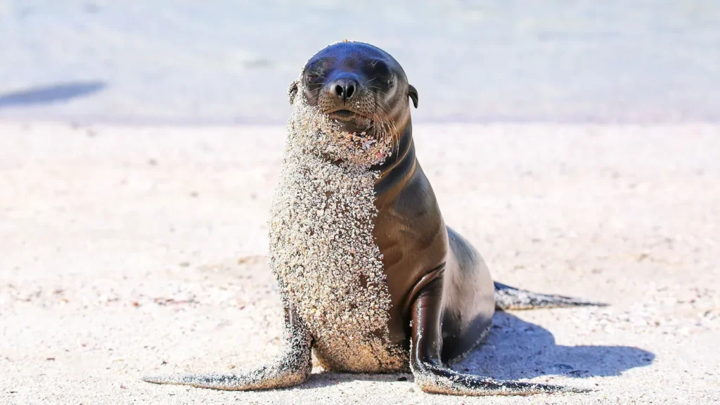 Grand Daphne Galapagos Activities