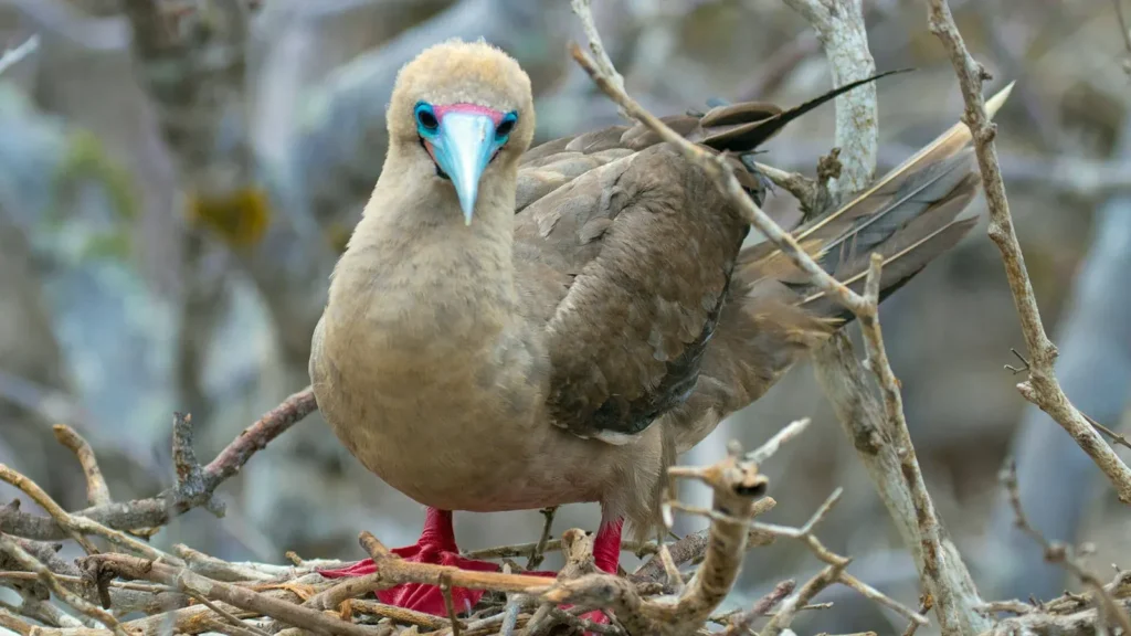 Grand Daphne Galapagos Activities