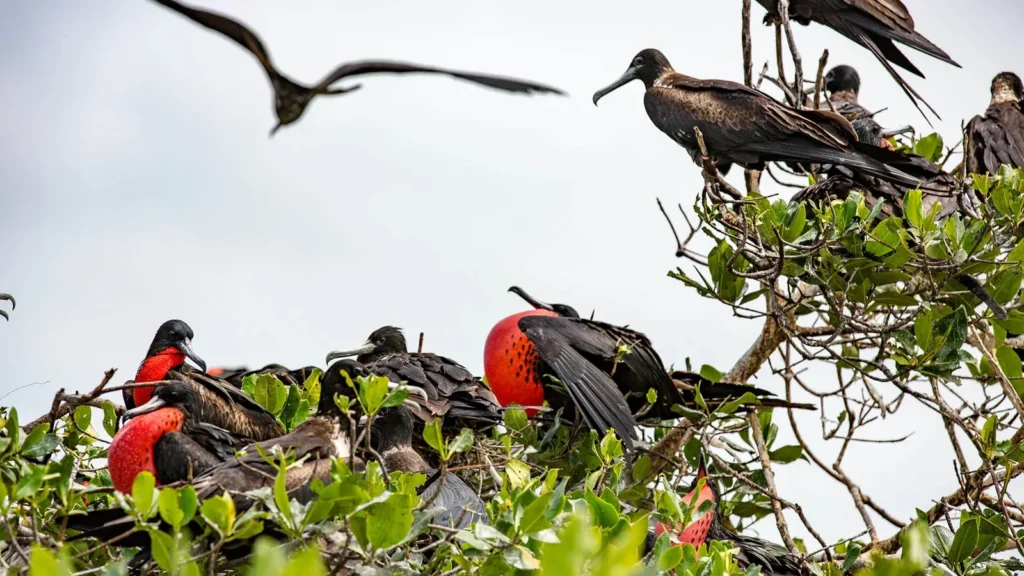 Grand Daphne Galapagos Activities