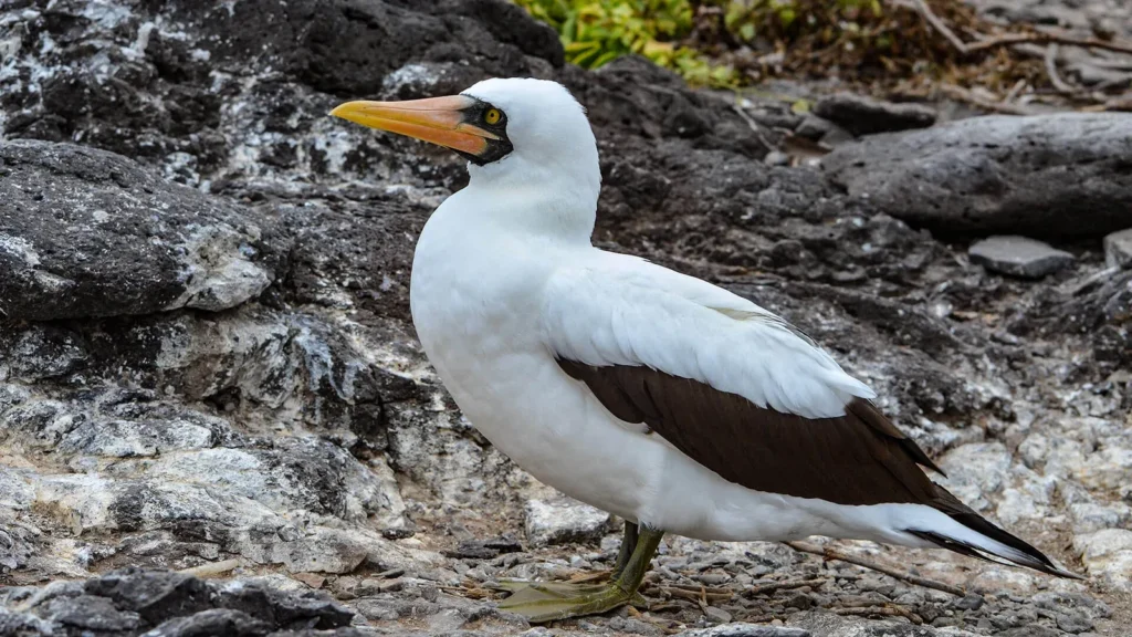 Grand Daphne Galapagos Activities