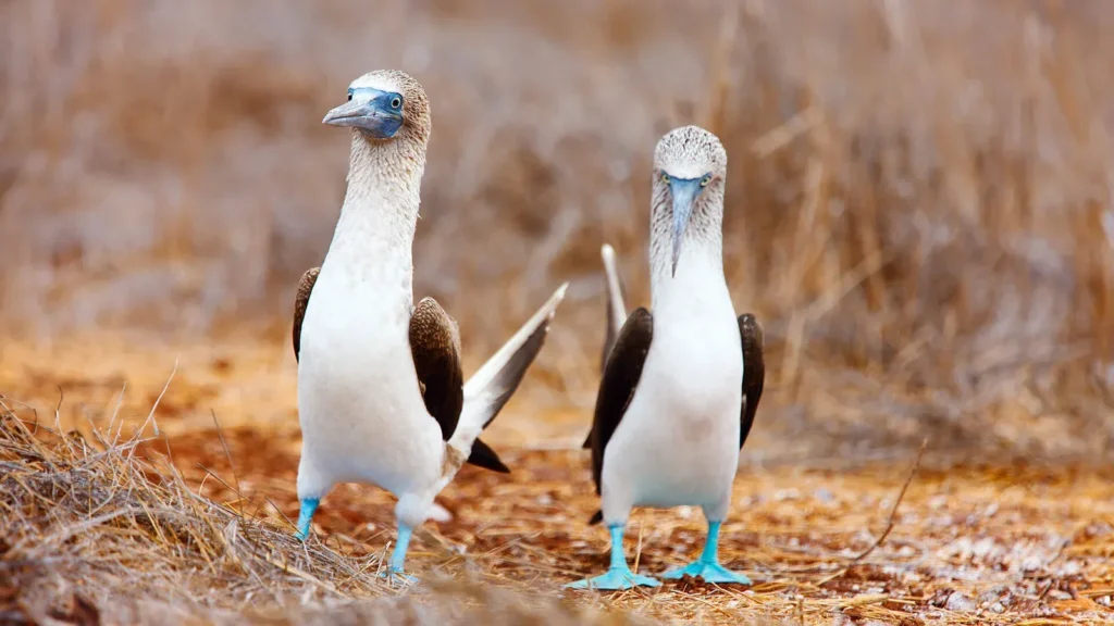 Grand Daphne Galapagos Activities