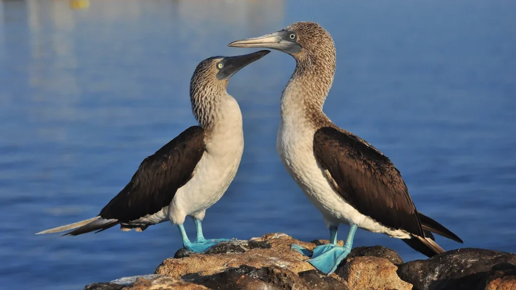 Grand Daphne Galapagos Activities