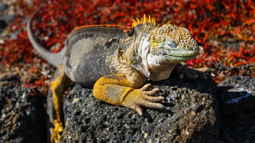 Grand Daphne Galapagos Activities