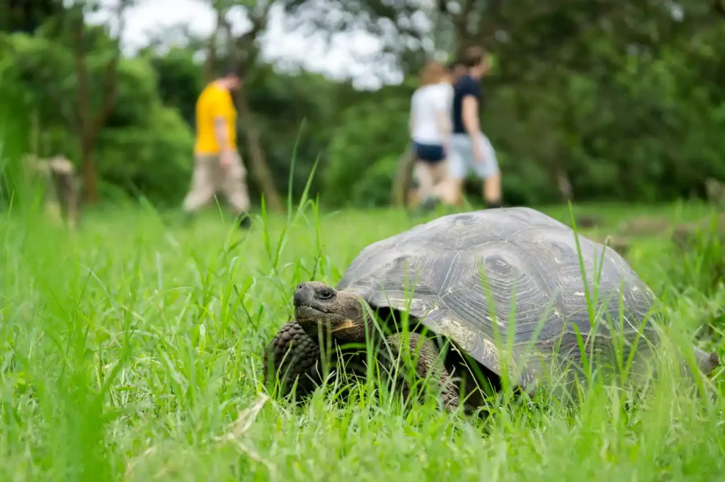 Grand Majestic Galapagos Cruise Activities