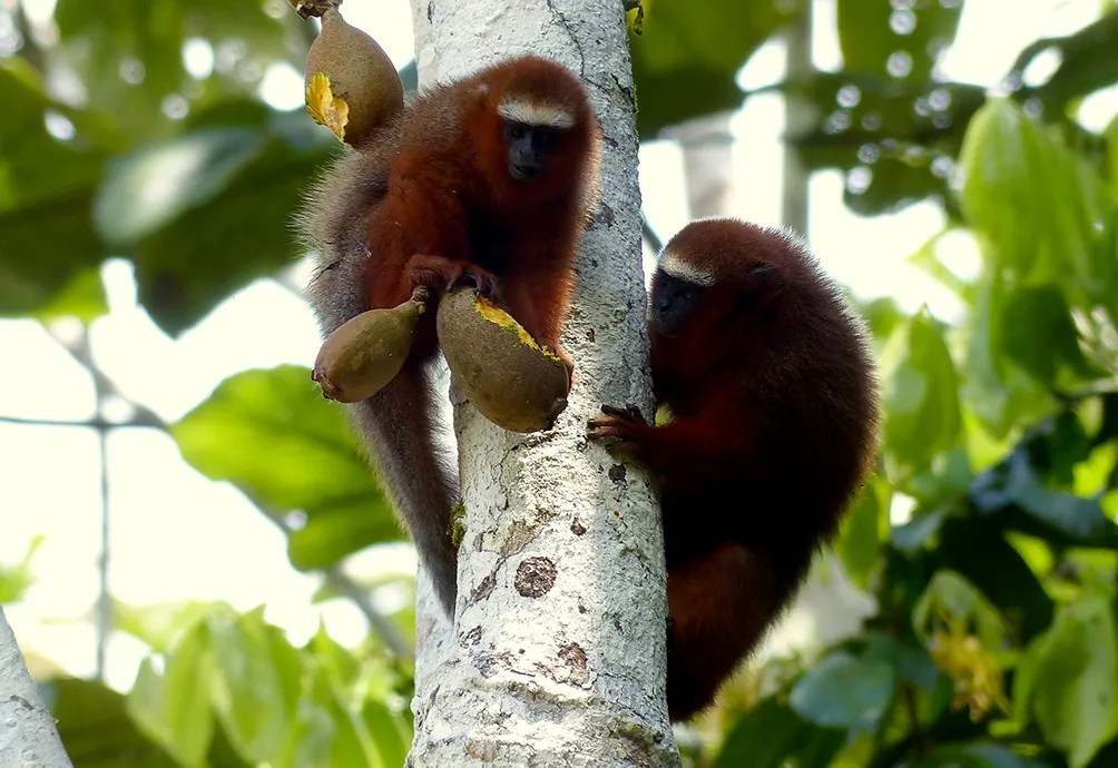 La Selva Lodge Amazon Activities Ecuador
