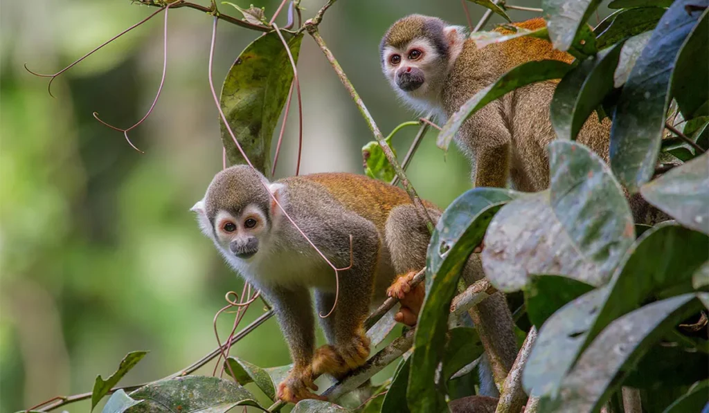 La Selva Lodge Amazon Activities Ecuador