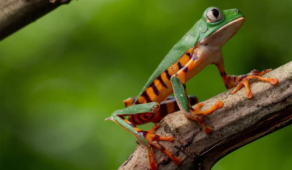 La Selva Lodge Amazon Activities Ecuador