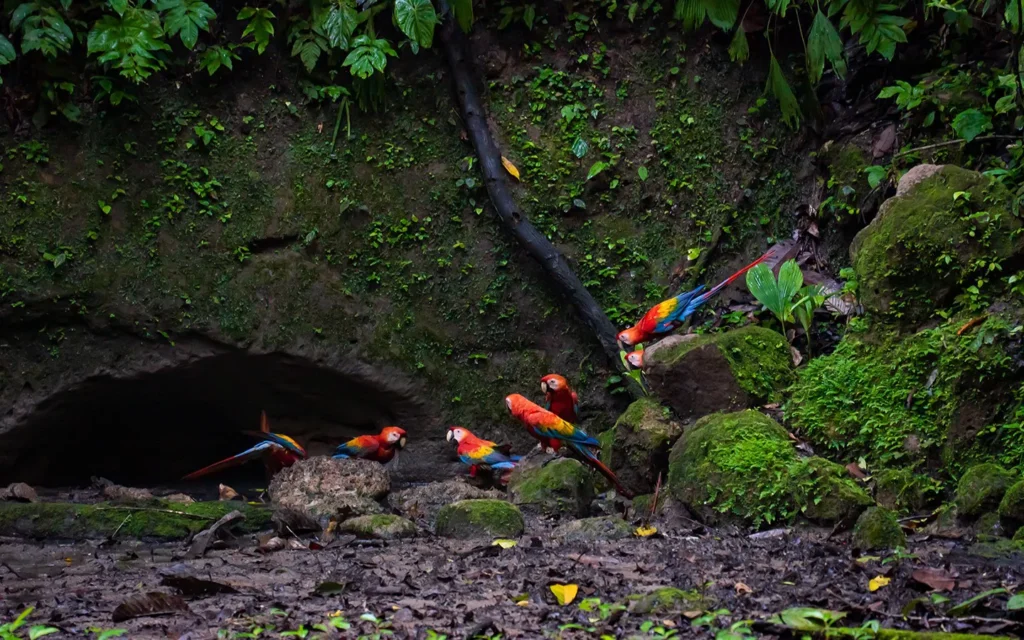 La Selva Lodge 5-Day Itinerary Amazon Ecuador