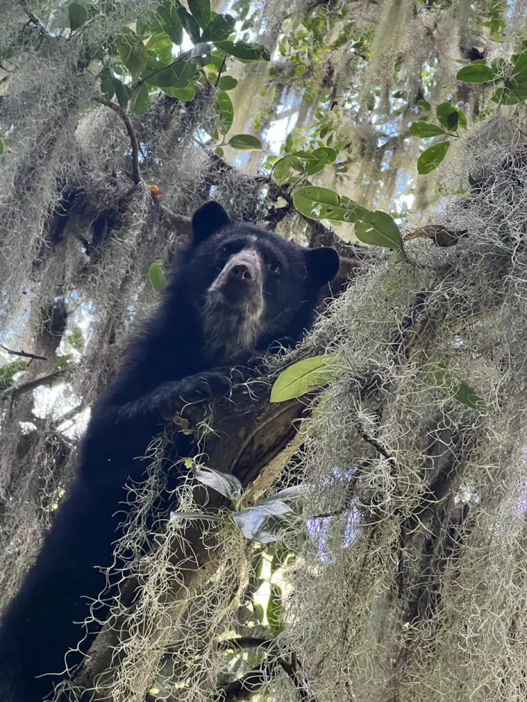 Birding Follow Mammals Prints Ecuador