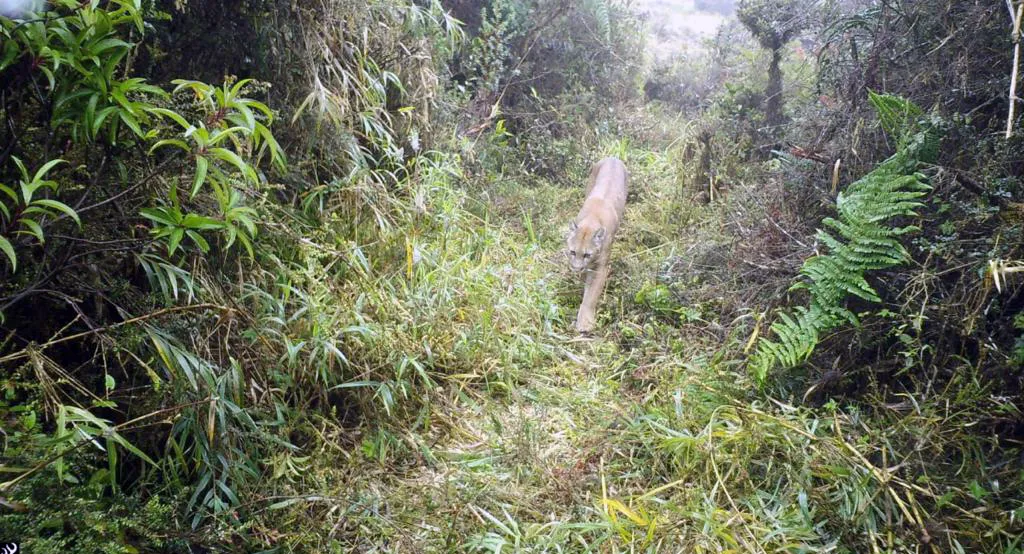 Birding Follow Mammals Prints Ecuador