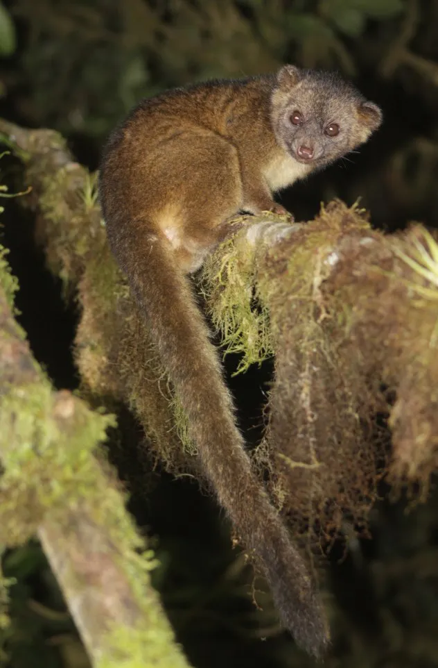 Birding Follow Mammals Prints Ecuador
