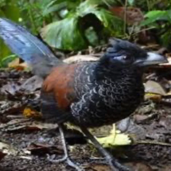 Birding Follow Mammals Prints Ecuador Day 2