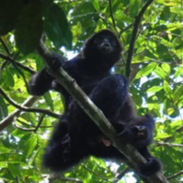 Birding Follow Mammals Prints Ecuador Day 3