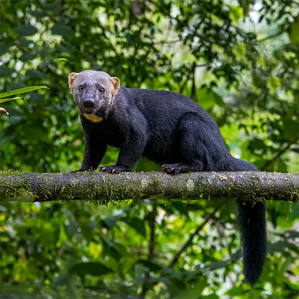 Birding Follow Mammals Prints Ecuador Day 4