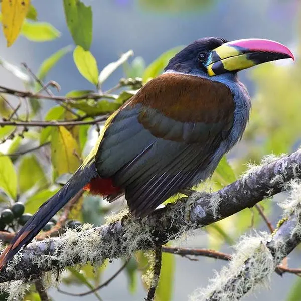 Birding Follow Mammals Prints Ecuador Day 7