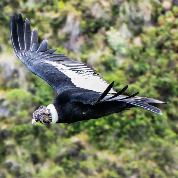 Birding Follow Mammals Prints Ecuador Day 8