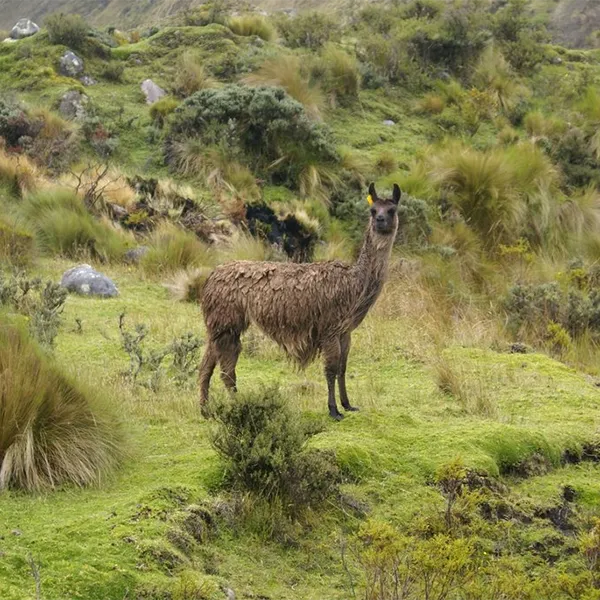 Birding Follow Mammals Prints Ecuador Day 9