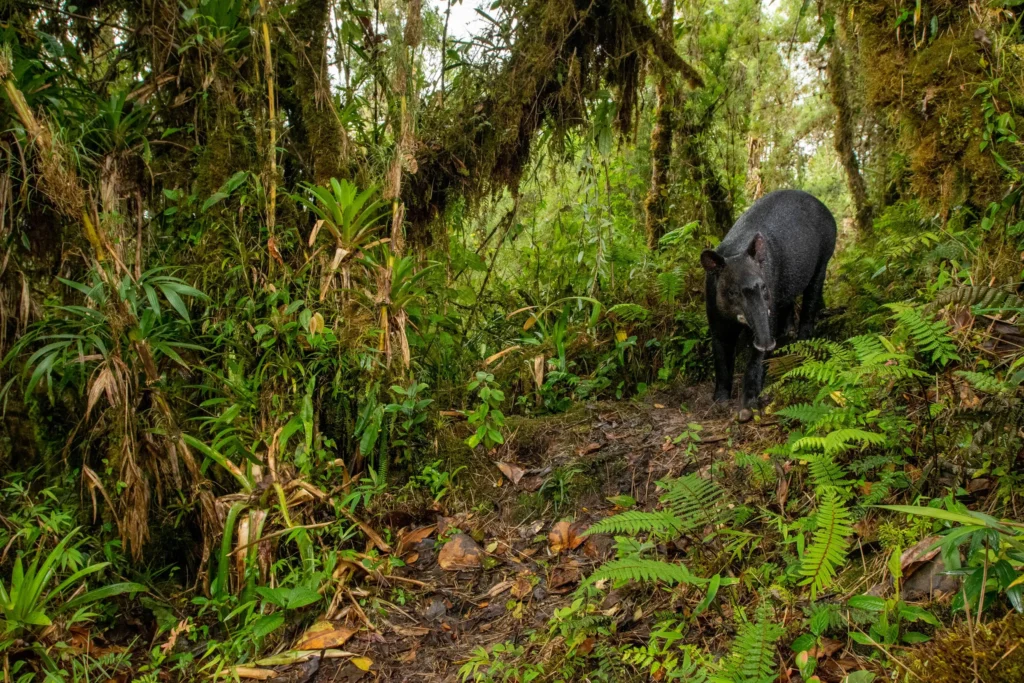 Mountain tapir