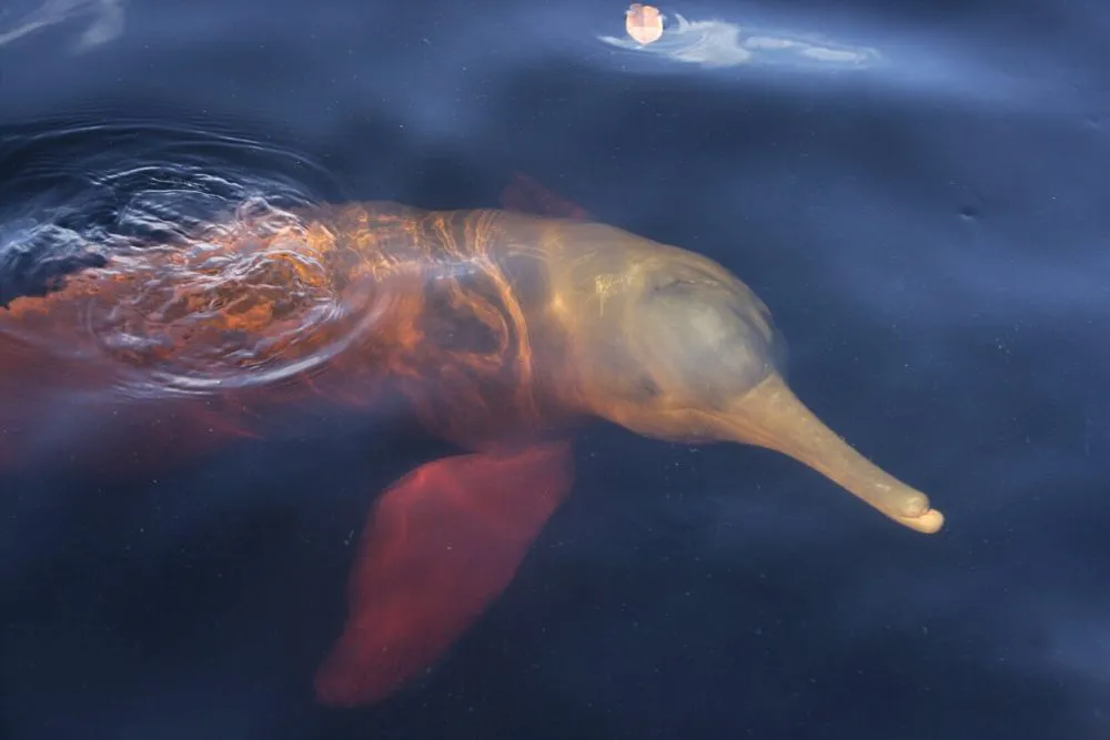 Manatee Amazon Cruise 5-Day Itinerary