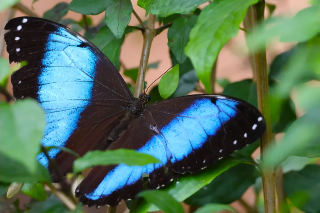 Butterfly Mindo Cloud Forest Ecuador