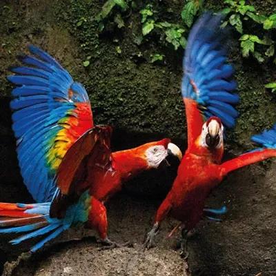 Napo Cultural Center 4-Day Itinerary Ecuador