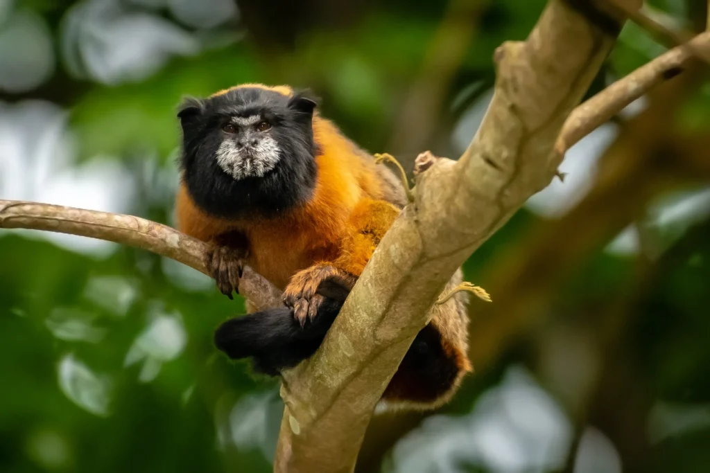Napo Wildlife Center Amazon Activities