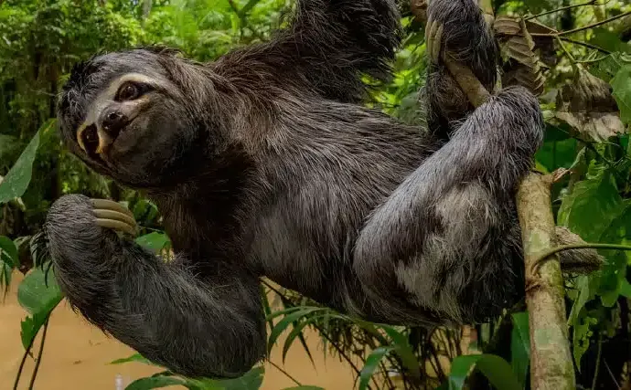 Napo Wildlife Center Intro Ecuador
