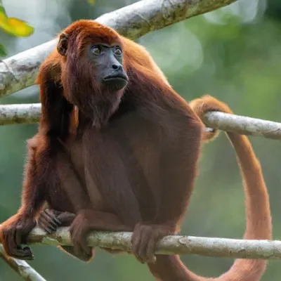 Napo Wildlife Center 4-Day Itinerary Ecuador