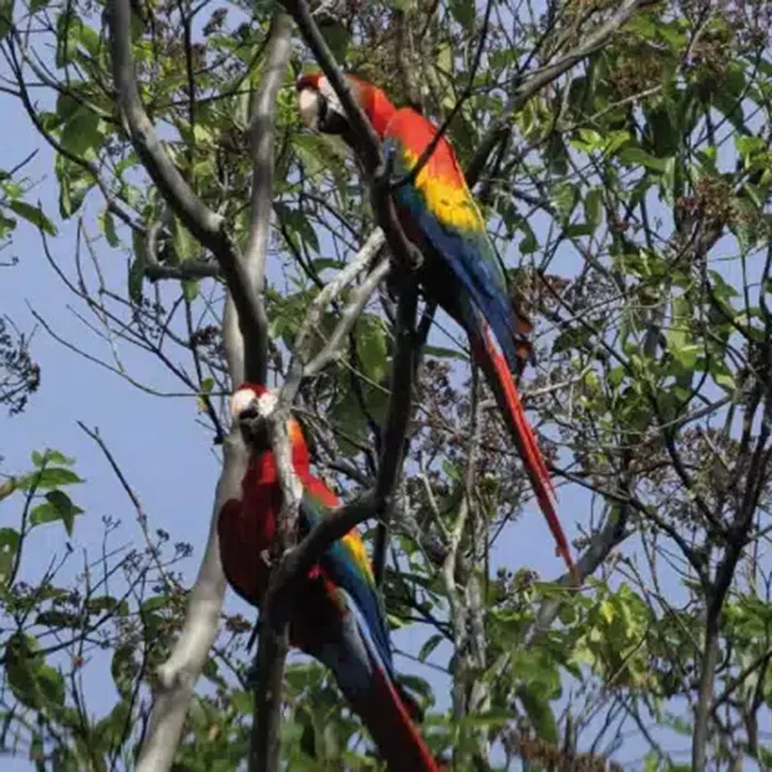 Napo Wildlife Center 4-Day Itinerary Ecuador