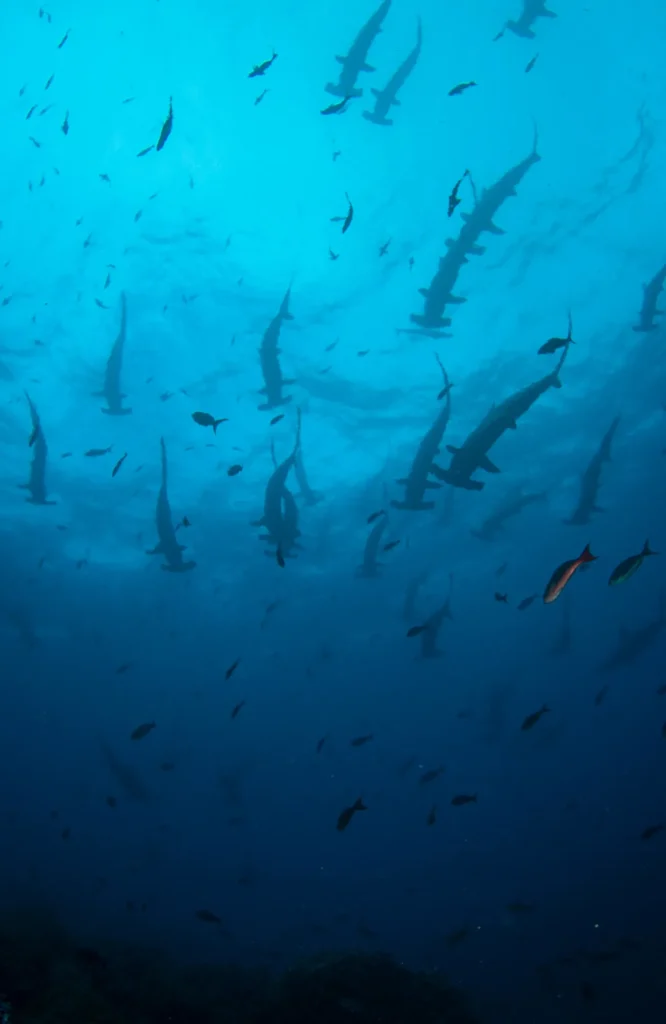 Passion Galapagos Yacht Activities