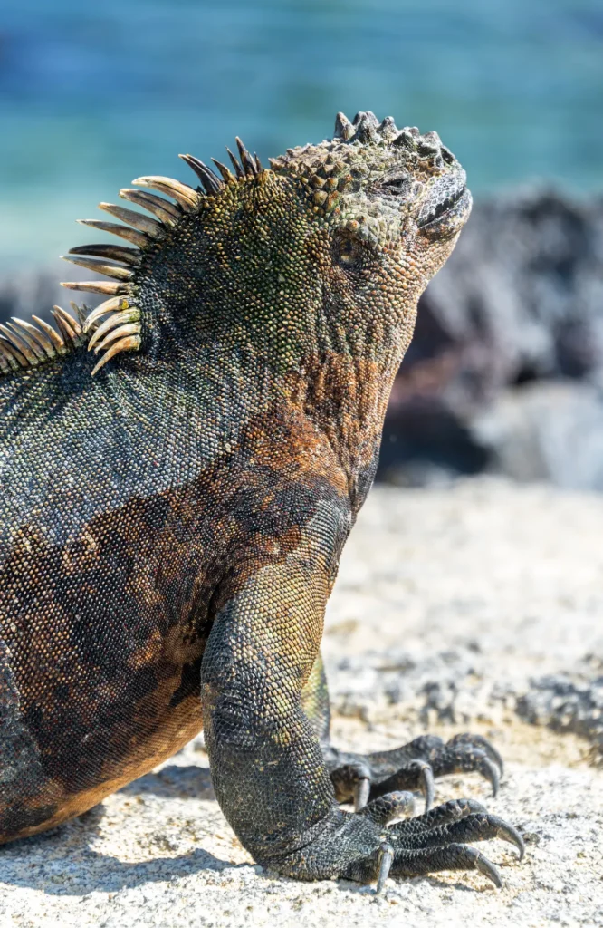 Passion Galapagos Yacht Activities