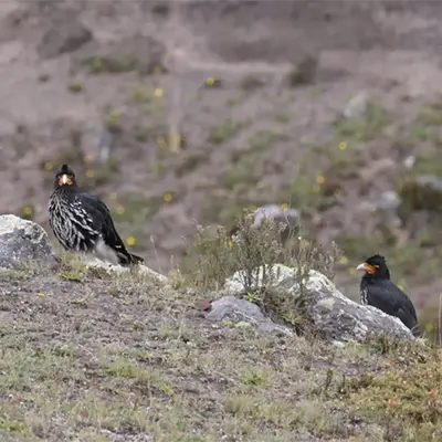 Quiriquingue Bird Ecuador