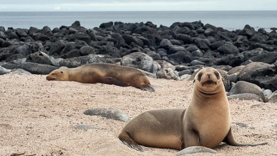 Seaman Journey Galapagos Adventure