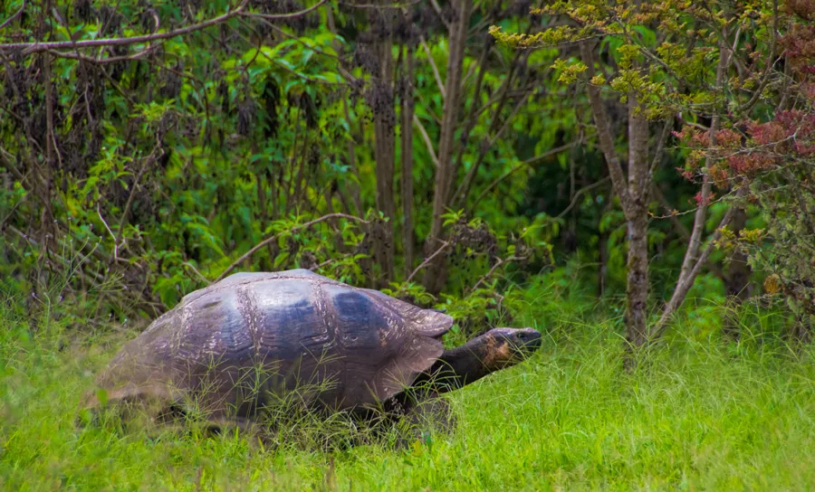 Solaris Galapagos Yacht Activities