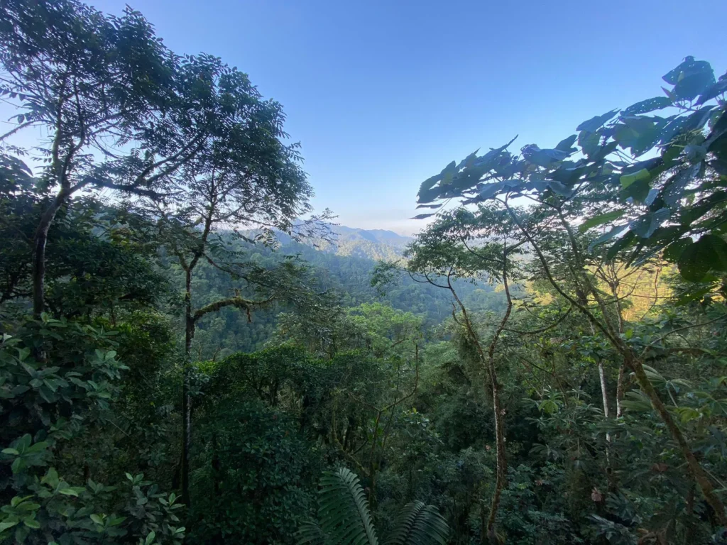 Ecuadorian Cloudforest