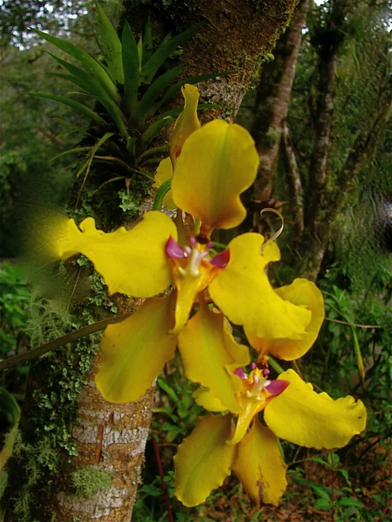 Magic Cloud Forest Ecuador