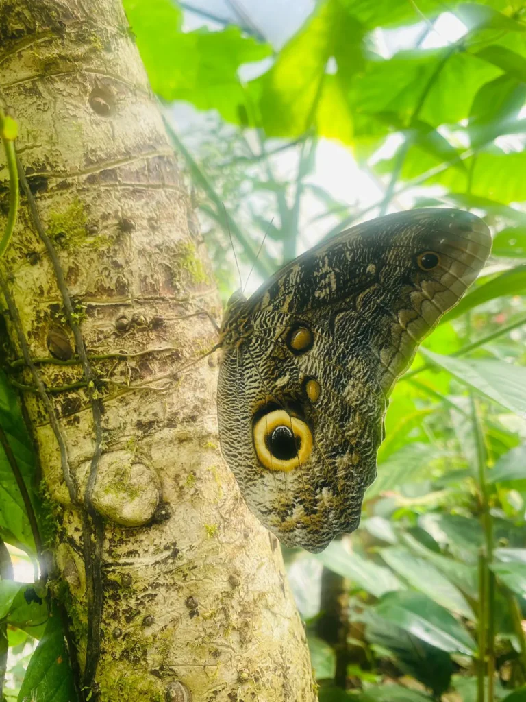 Magic Cloud Forest Ecuador