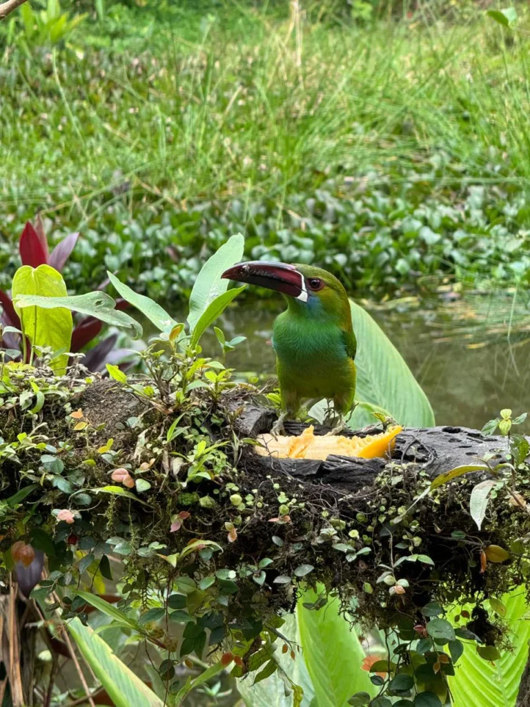 Magic Cloud Forest Ecuador