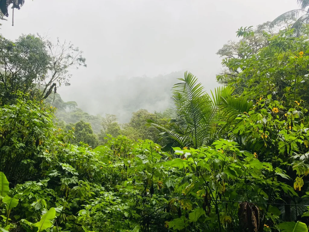Magic Cloud Forest Ecuador