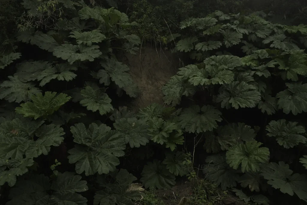 Magic Cloud Forest Ecuador