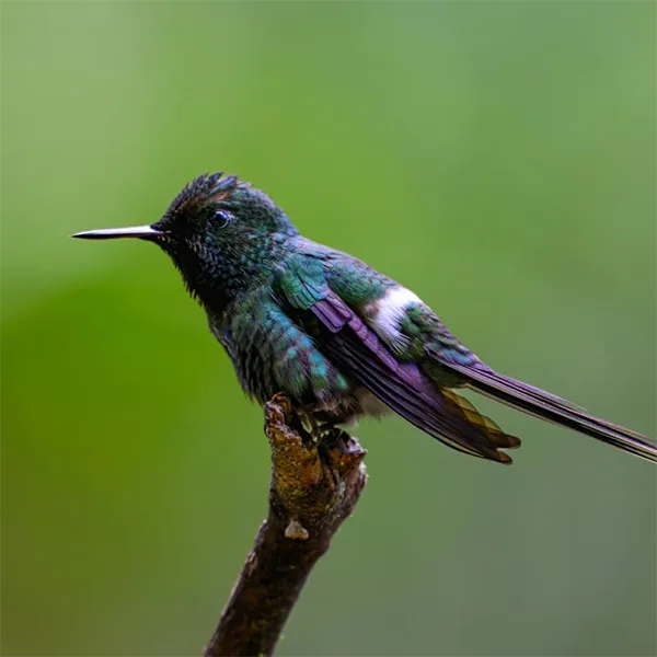 Magic Cloud Forest Tour Day 2 Ecuador