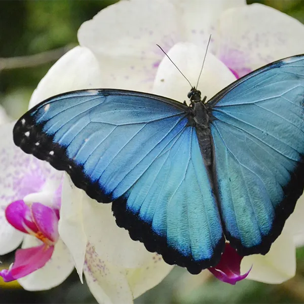 Magic Cloud Forest Tour Day 3 Ecuador