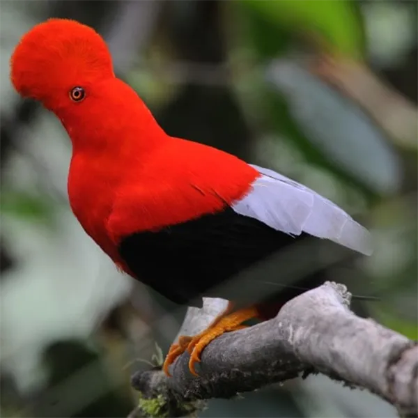 Magic Cloud Forest Tour Day 4 Ecuador