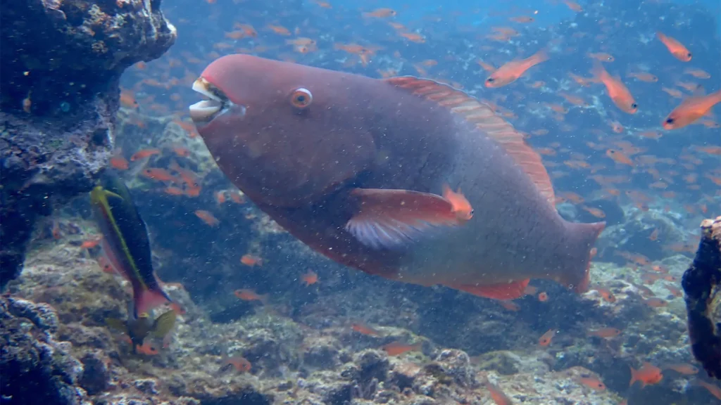 Tip Top 2 Galapagos Adventure