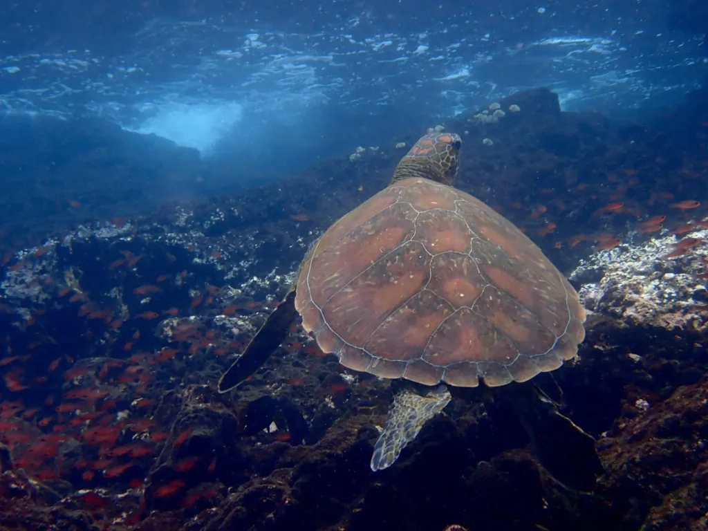 Tip Top 2 Galapagos Adventure